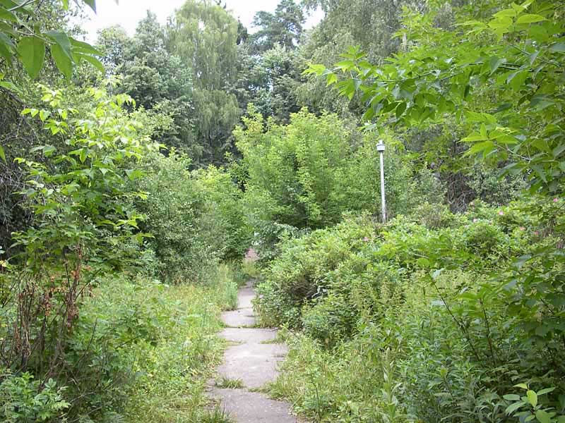 Фото прогулочной тропинки в лесу, пансионат "Малаховка", отдых в Подмосковье.